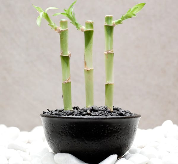 trois pieds de bambous décoratifs dans un pot noir