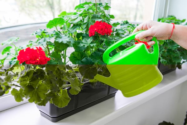 arrosage de géraniums rouges