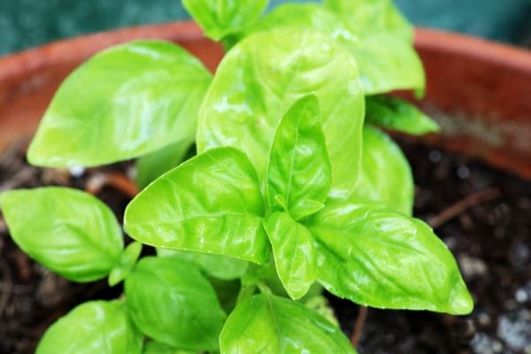 Du basilic qui pousse en pot 