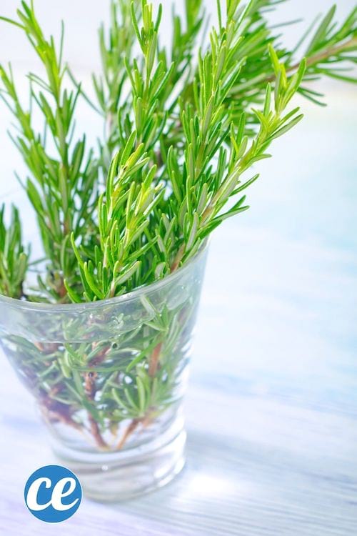 des branches de romarin pour faire une tisane