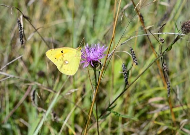 fleur violette de centaurée avec papillon