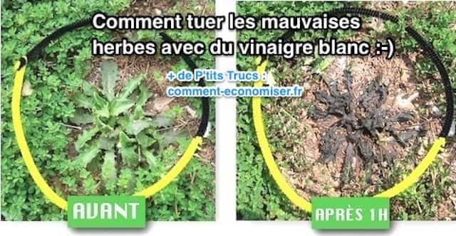 herbes grillées par le vinaigre blanc désherbant