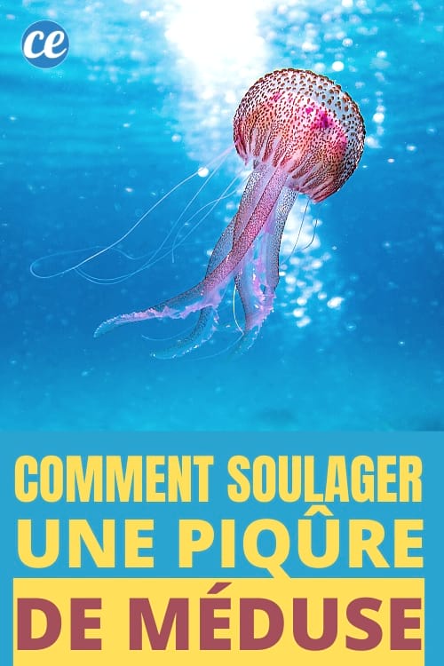 Méduse rose dans la mer bleu turquoise