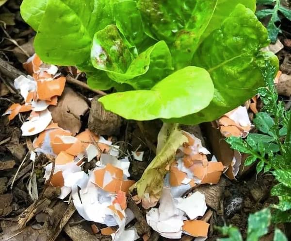 anti-limaces naturel avec des coquilles d'oeufs