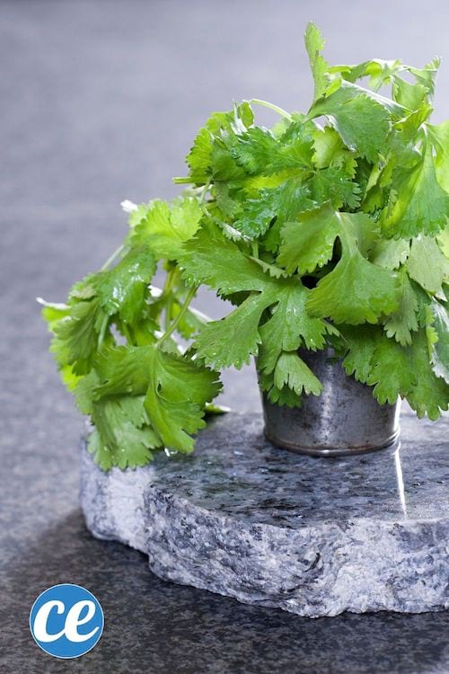 de la coriandre qui pousse dans un pot