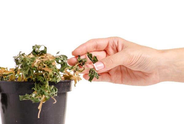 plante en train de mourir avec partie sèche et partie verte