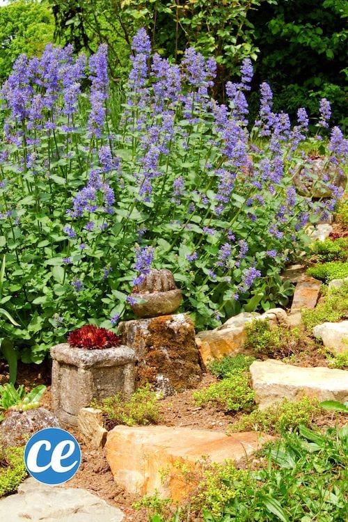 De la cataire ou herbe à chat cultivée dans un jardin pour faire des tisanes