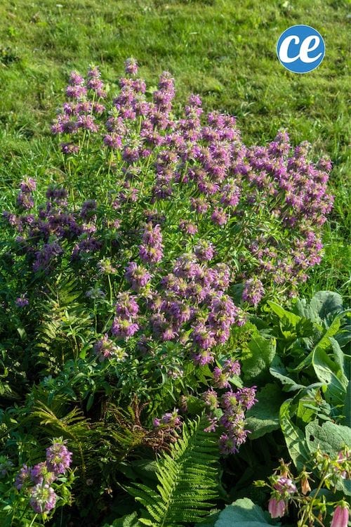 De la monarde qui pousse dans un jardin pour faire des tisanes