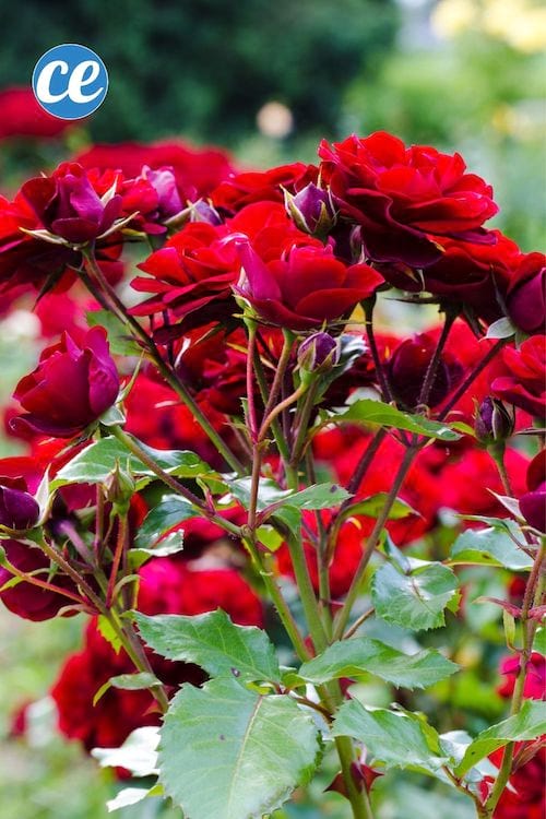 Un massif de roses dans un jardin
