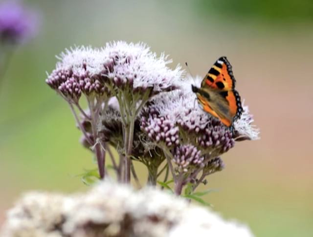 eupatoire avec fleur rosée avec un papillon