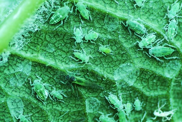 Évitez d'attirer parasites dans le jardin