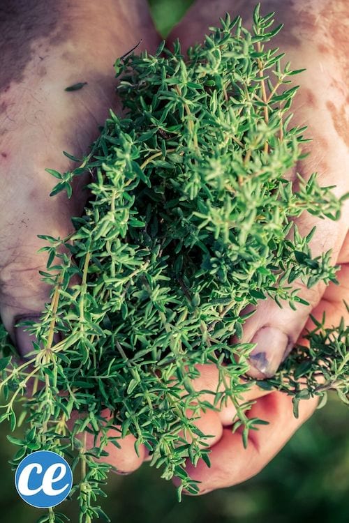 Du thym pour faire une infusion