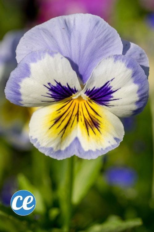 Une fleur de viola tricolore
