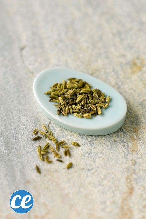 Des graines de fenouil pour faire une infusion