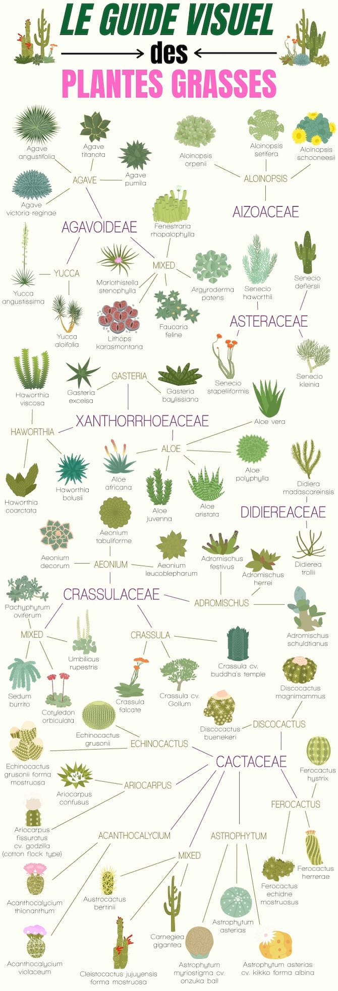 Le guide de toutes les plantes grasses