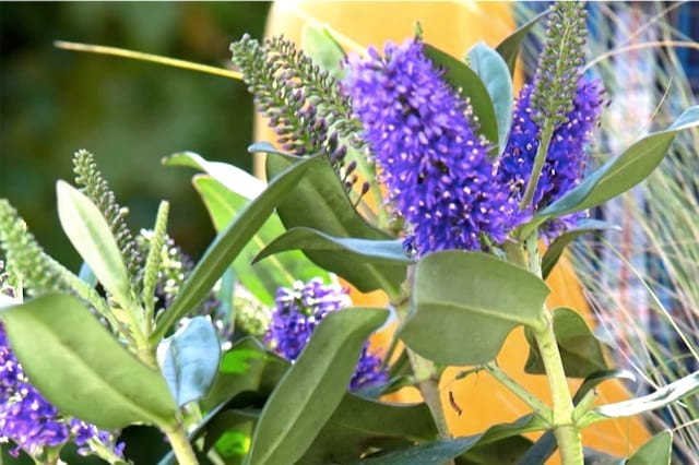 fleur bleue de véronique