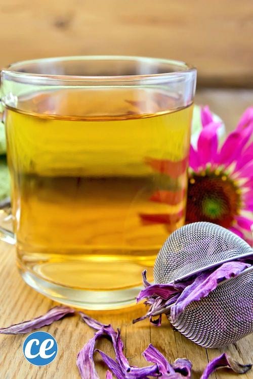 Une tasse d'infusion préparée avec des fleurs d'échinacée