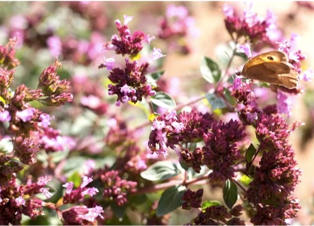 fleur de marjolaine rose avec papillon