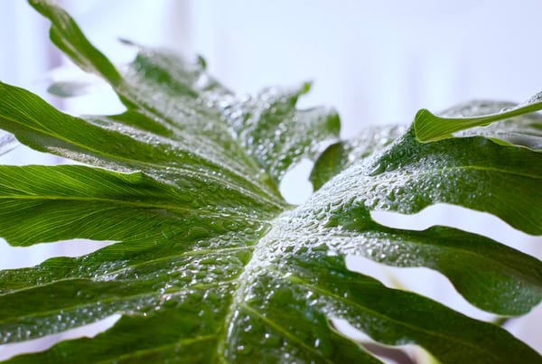 gouttes d'eau sur une feuille verte