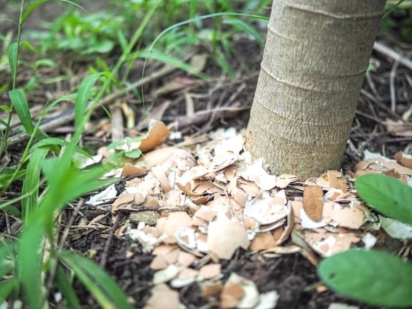 coquille d'oeufs au pied d'un arbre comme paillis