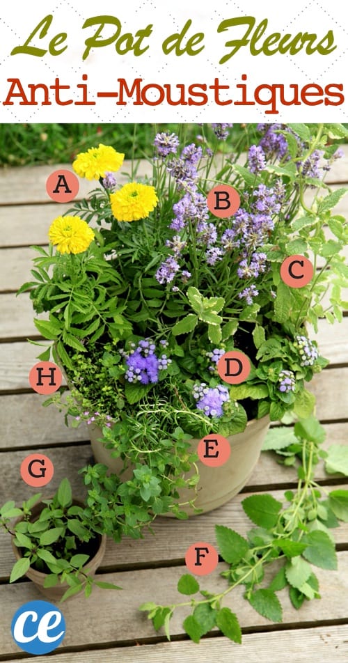 Le Pot De Fleurs ANTI-MOUSTIQUES Pour La Terrasse.