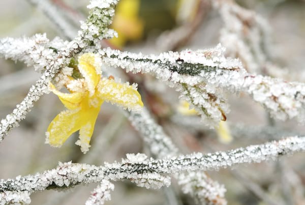 givre déposé sur une branche de forsythia