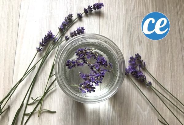 enlever les odeurs dans la maison avec vinaigre lavande