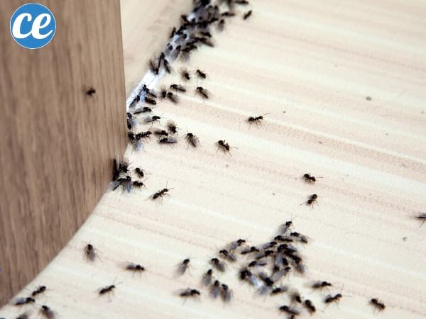 repousser les fourmis avec du vinaigre blanc