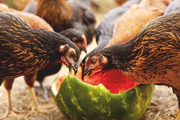 16 Astuces Faciles Pour Bien Nourrir Ses Poules Sans Se Ruiner