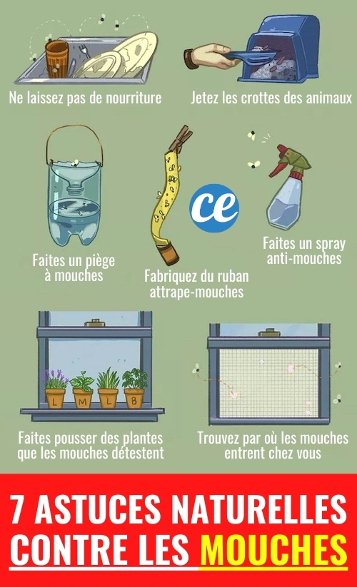 Comment éviter Les Crottes De Mouches Sur Les Vitres 7 Trucs Rapides & Naturels Pour Débarrasser Votre Maison des MOUCHES.