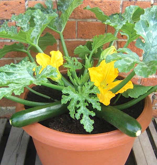 25 Fruits et Légumes à Faire Pousser en Pot Sur Son Balcon.