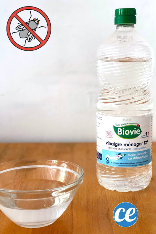 Mouches 5 Astuces Radicales Pour S