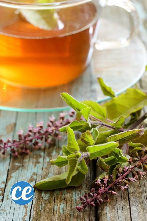 Tisane de basilic tulsi