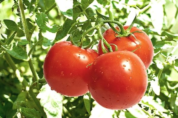 trois grosses tomates rouges avec engrais naturels