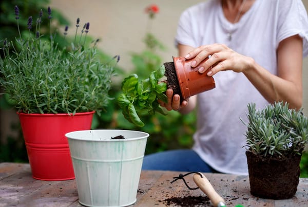 transplanter un pied de basilic