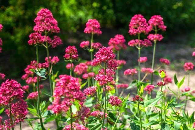 fleurs rose foncées de valériane