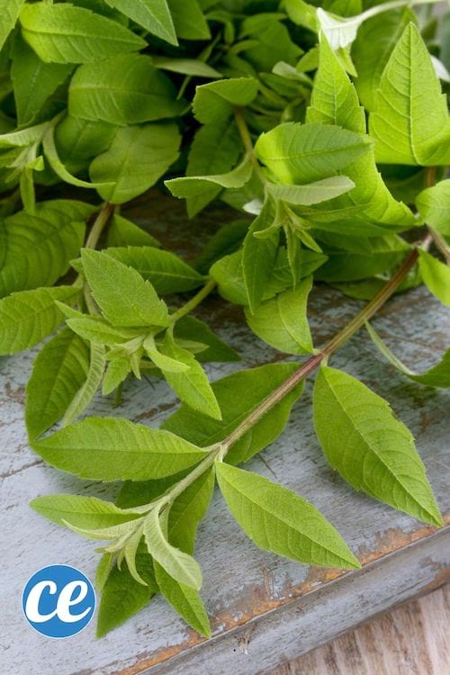 de la verveine citronnée pour faire des infusions