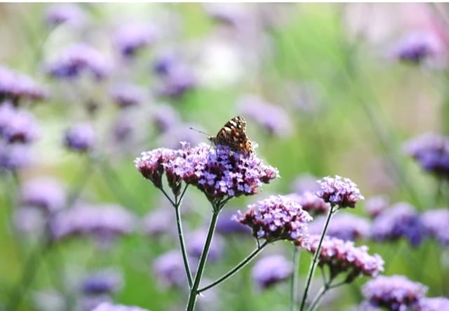 fleur mauve de verveine avec un papillon