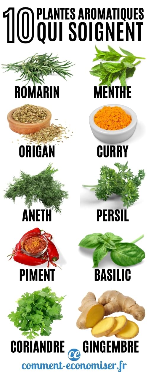 Les 10 plantes aromatiques qui soignent.