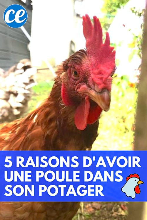 Quels sont les avantages d'avoir des poules dans le jardin et le potager ?
