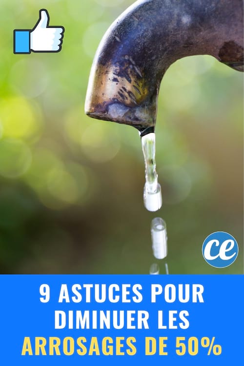 9 Secrets de Jardinier pour Diminuer les Arrosages de 50% !
