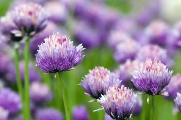 fleur violettes d'ail pour repousser les mouches