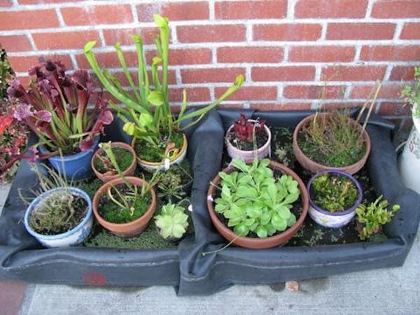 Des pots de fleurs plongés dans une bassine d'eau pour arroser pendant les vacances
