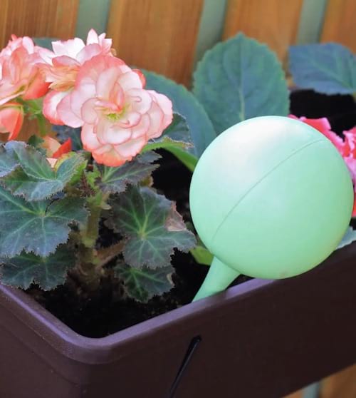 Des globes d'arrosage pour arroser les plantes pendant une courte absence