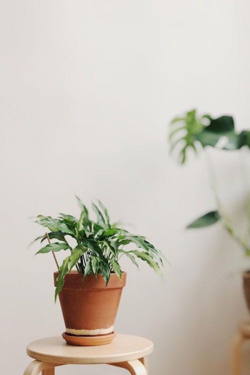 Un pot de plante dans une soucoupe avec de l'eau