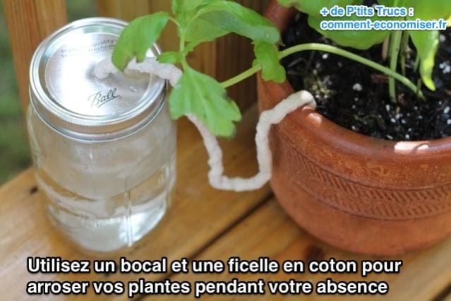 Un bocal avec une ficelle pour arroser les plantes