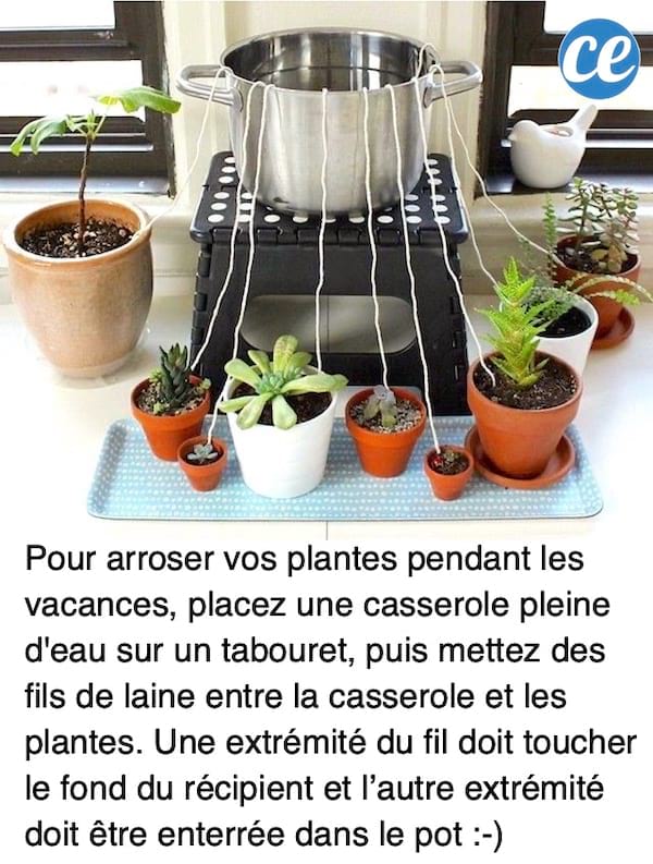 16 Astuces Pour Arroser Ses Plantes Pendant les Vacances.