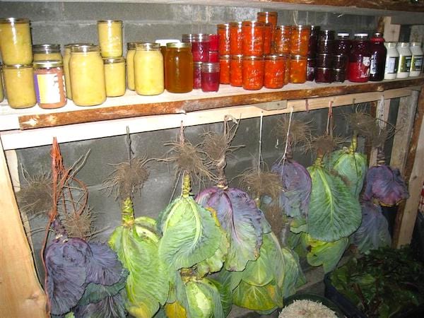 Une cave à légumes avec des légumes racines suspendus et des bocaux.