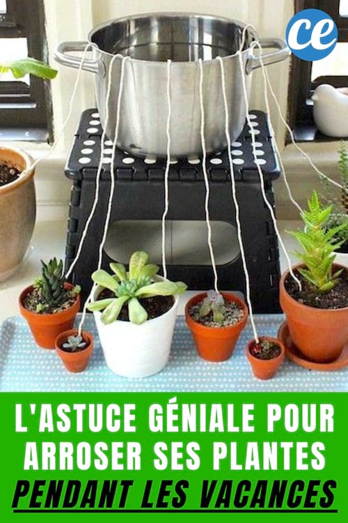 Comment Arroser Ses Plantes Pendant les Vacances ? L'Astuce de Génie !