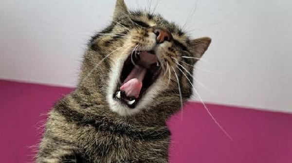 comment-lutter-contre-fatigue-naturellement